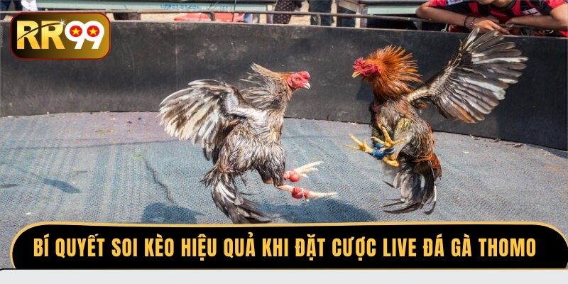 Bí quyết soi kèo hiệu quả khi đặt cược live đá gà thomo