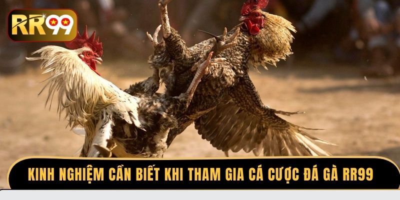 Kinh nghiệm cần biết khi tham gia cá cược đá gà RR99